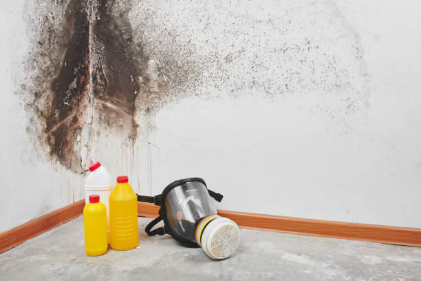 Best Black Mold Removal  in Shortsville, NY